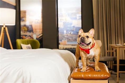 cheap hotels that are pet friendly near me